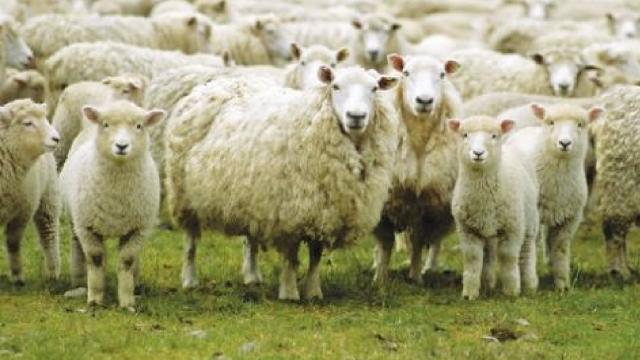 Servizio Veterinario Area Vasta 5: allevamento abusivo a Spinetoli, sequestrati ovini e caprini