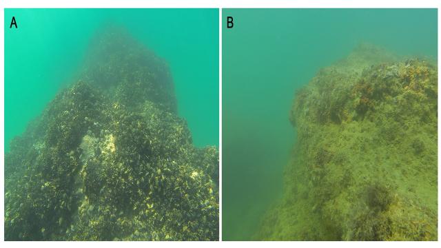 Cozze e cambiamenti climatici, Unicam ne studia il legame