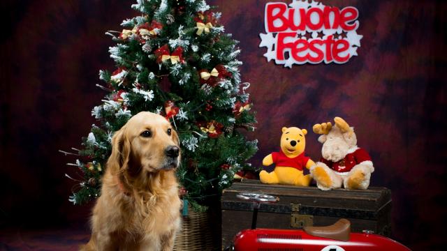 Italo, il cane guida, e il senso del Natale: ‘giornalista a quattro zampe’ dell’Unione ciechi e ipovedenti delle Marche