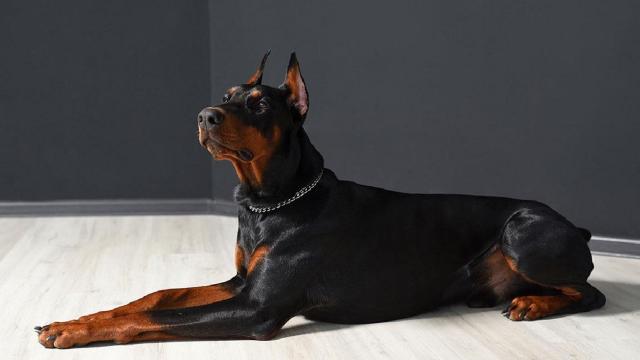 Caratteristiche fisiche e temperamento del Dobermann