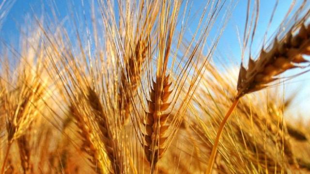 Grano, male la raccolta. Cia Agricoltori Ascoli Piceno: “Ci sono misure da attuare non più rinviabili”
