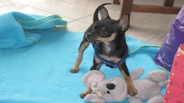 I cani svolgono un ruolo positivo nel nostro mantenimento della salute generale