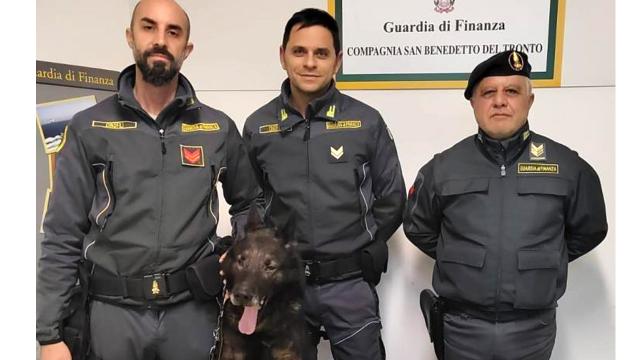 Guardia di Finanza Ascoli Piceno, grazie al fiuto del cane Denzel scoperto e arrestato corriere con oltre 2kg di cocaina