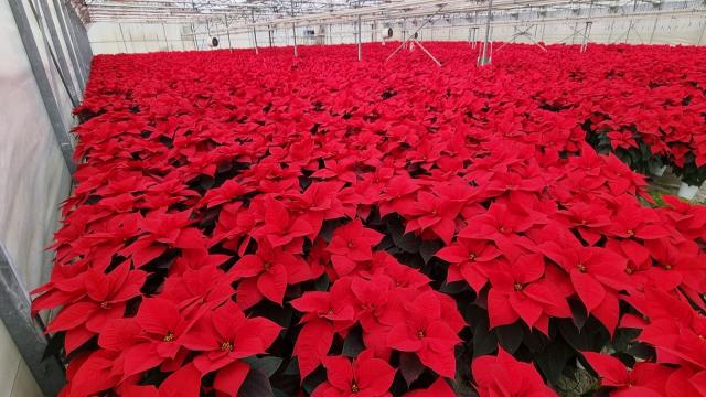 Nei vivai marchigiani 300mila Stelle di Natale: è la pianta più regalata per le feste