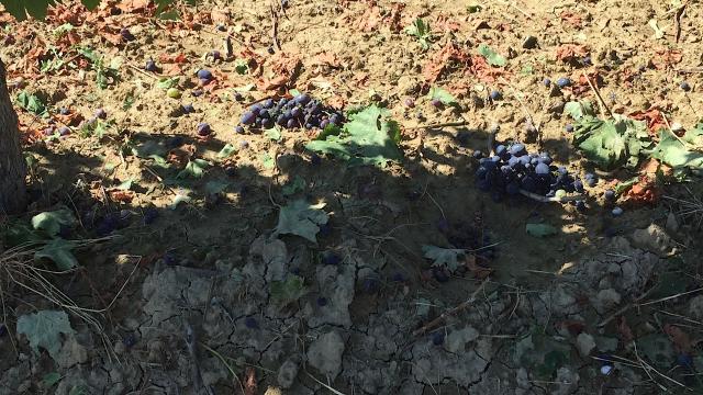 Coldiretti Marche, vendemmia 2023: poco vino per pioggia e grandine ma di ottima qualità