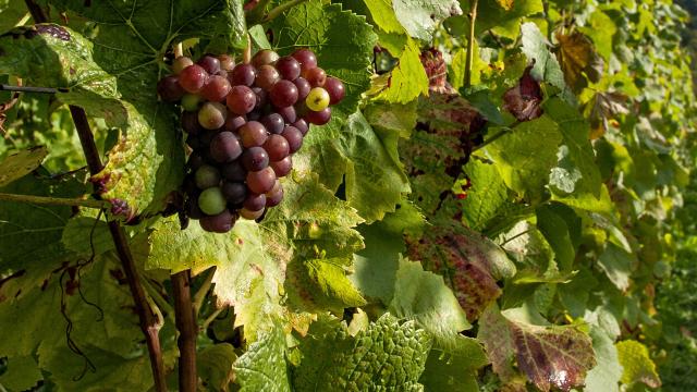 Allarme peronospora, agricoltori preoccupati per perdite di produzione. Chieste alla Regione Marche iniziative di aiuto