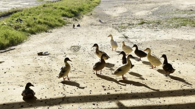 Questione Natura: ''Grano avvelenato lungo il torrente Albula, animali in pericolo''