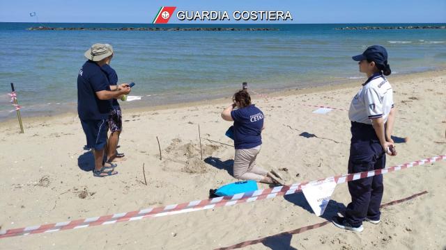 Guardia Costiera, una tartaruga marina sceglie il litorale di Cupra Marittima per deporre le sue uova