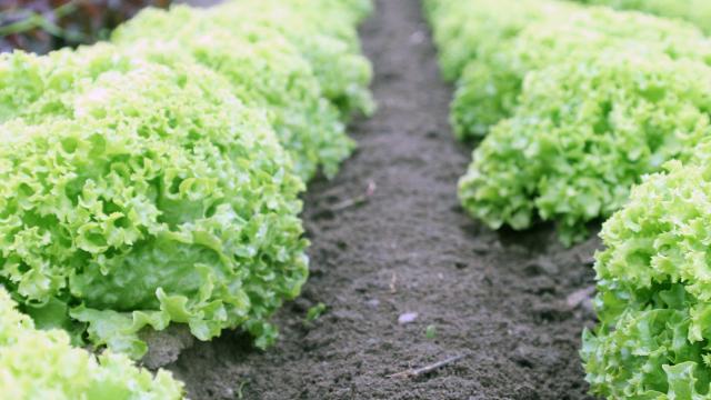 Il biologico nelle Marche cresce di altri 7mila ettari. Coldiretti: “Difendere settore con marchio italiano e filiere”