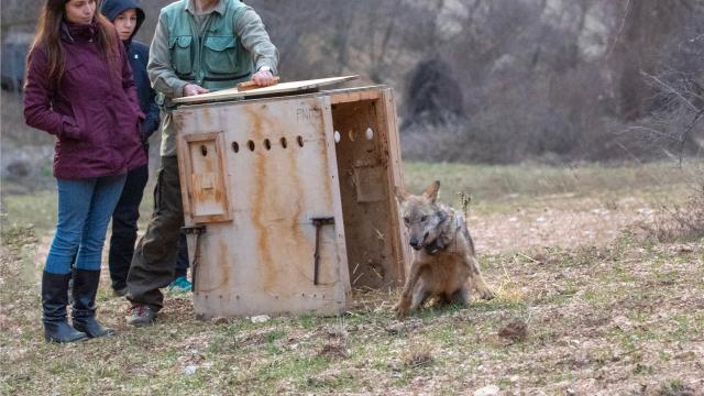La lupa Sibilla torna in libertà: un successo l'intervento di rilascio da parte del Parco Nazionale dei Monti Sibillini