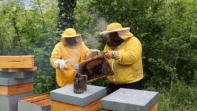 Unicam: successo per il video ''Api, Ambiente, Alimentazione''