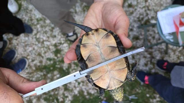 Riserva Naturale Sentina diventa sito di conservazione della testuggine palustre