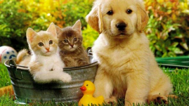 Kormotech: all'avanguardia nell'alimentazione premium per animali domestici