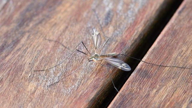 Grottammare, disinfestazione a tappeto contro gli insetti alati su tutte le strade comunali