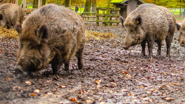 Danni da fauna selvatica: nuove procedure risarcimento più celeri. Coldiretti assiste gratuitamente agricoltori