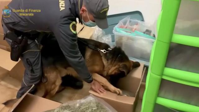 Guardia Finanza Macerata, continua senza tregua lotta alla droga. Altri sequestri e due arresti