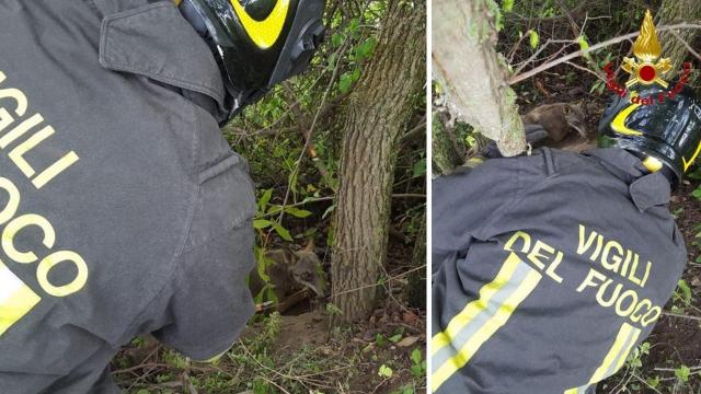Appignano del Tronto, intervento dei Vigili del Fuoco per soccorrere animale selvatico
