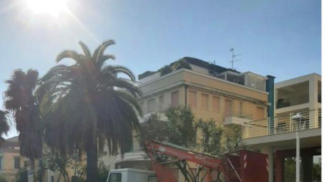 San Benedetto del Tronto, avviati i lavori di potatura sul lungomare cittadino