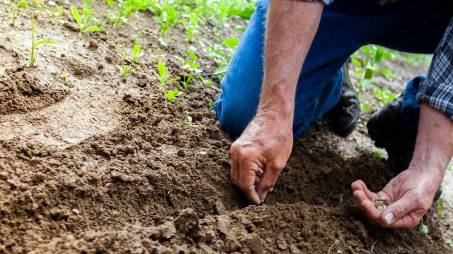 Regione Marche: insediamento giovani agricoltori, definiti criteri e risorse. In arrivo il bando 