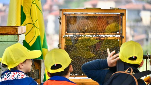 Coldiretti Marche, miele in calo per la troppa pioggia: settore in difficoltà