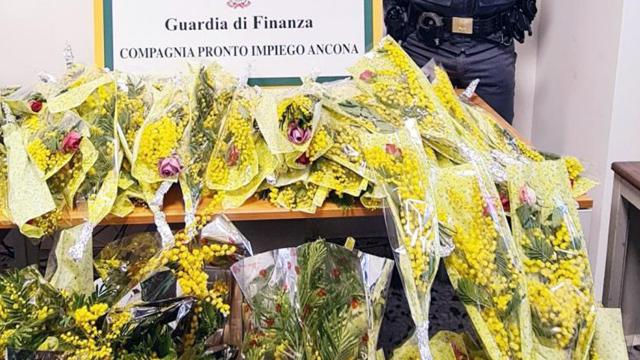 Guardia Finanza Ancona, sequestrati oltre 260 fasci di mimose venduti irregolarmente. Multe salate per i responsabili