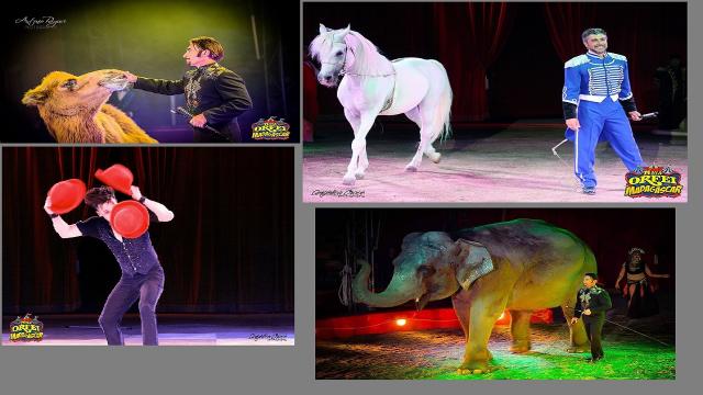 Ascoli Piceno, arriva lo show circense del ''Maya Orfei Circo Madagascar'' 