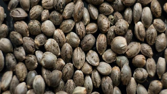 Dal seme alla pianta: infiniti modi di utilizzare la cannabis