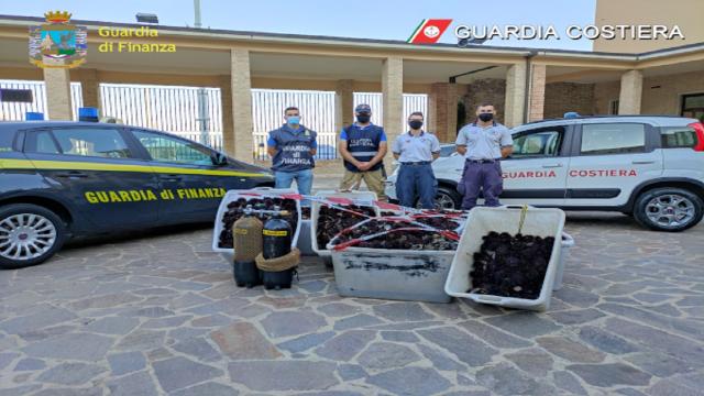 Guardia Costiera e Guardia di Finanza, sequestrati 12mila esemplari di ricci di mare