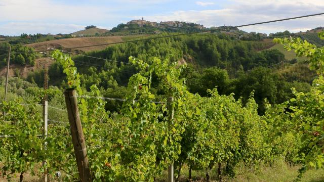 Castel di Lama, cooperativa Ama Aquilone inaugura la propria cantina di vinificazione