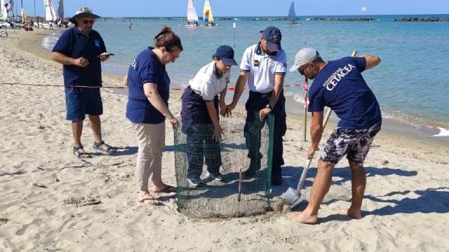 Cupra Marittima, si cercano altri volontari per monitorare le uova deposte dalla tartaruga Caretta Caretta