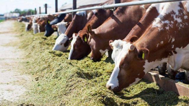 Coldiretti Marche chiede misure regionali per aiutare subito la zootecnia: “Dal Csr le risorse per sostenere il settore”