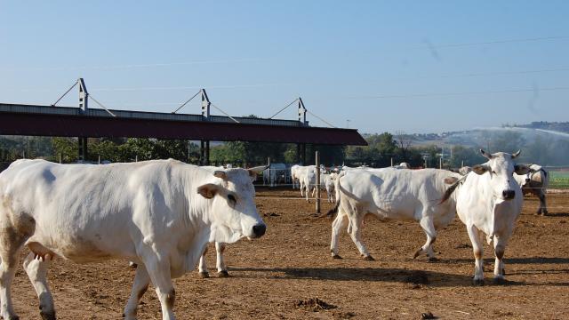 Allarme Coldiretti: “Volano i costi per i mangimi, la razza Marchigiana rischia il crollo”