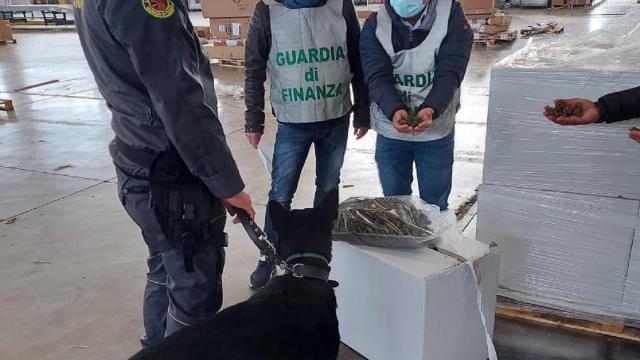 Operazione “Colosso”: Guardia Finanza Ascoli sgomina traffico stupefacenti. Sequestrate 1,5 tonnellate di marijuana