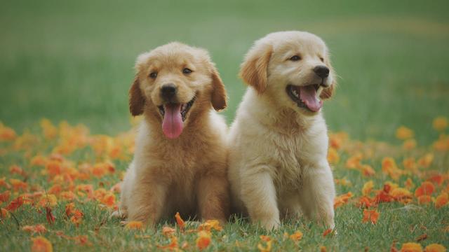 Bonus animali domestici: come funziona? Te lo spiega Petz.it, il portale dedicato agli animali