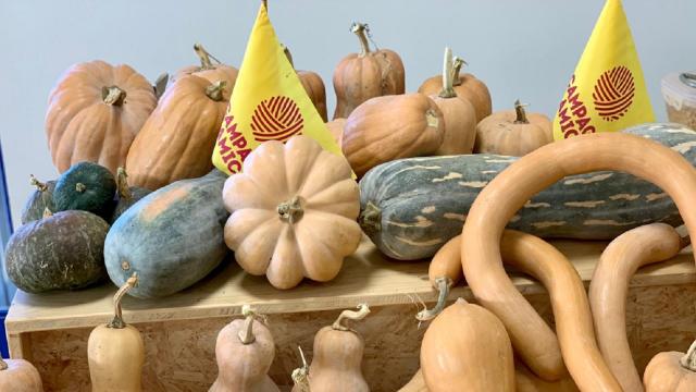 Tutti pazzi per Halloween: tra intagli e ricette, ecco lo Zucca Day da Campagna Amica