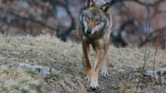 Coldiretti Marche: ''Attacchi dei lupi in aumento, accolte le nostre richieste di sostegni per misure di difesa''