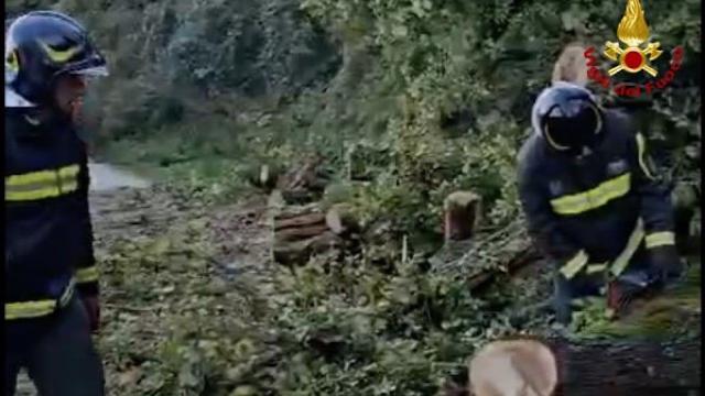 Vento e maltempo, problemi alla frazione di Matera ad Acquasanta Terme per la caduta di una quercia