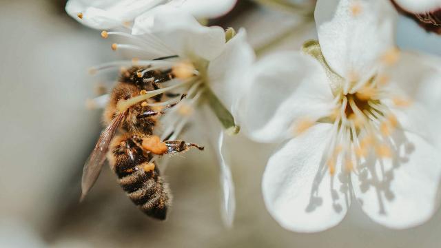 Giornata mondiale delle api, appello apicoltori Marche: “Privilegiamo diffusione piante e fiori ad essenze nettarifere”
