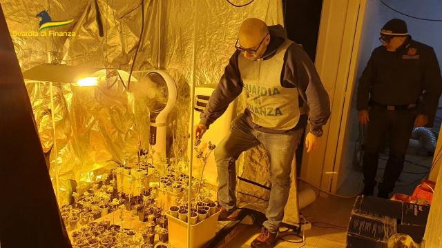 Guardia di Finanza Macerata, un arresto per coltivazione illegale di marijuana con sequestro di 216 piante