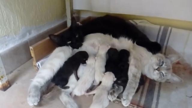 Gatta bianca e gatta nera (sorelle) partoriscono nello stesso momento e nello stesso posto