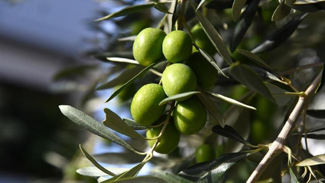 Consorzio Oliva Ascolana DOP e associazioni di categoria: al lavoro per la filiera della DOP Economy nel Piceno