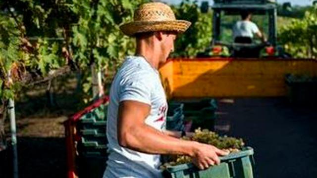Enoturismo Marche, dalla vigna alla tavola. Parte il circuito in undici tappe golose del Piceno
