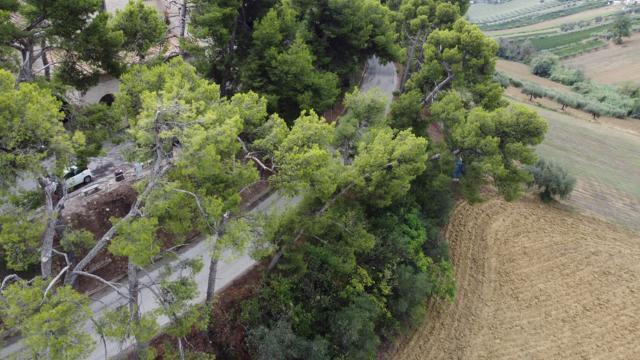 Monteprandone, al via i lavori nel comprensorio 'San Giacomo della Marca' per messa in sicurezza patrimonio arboreo