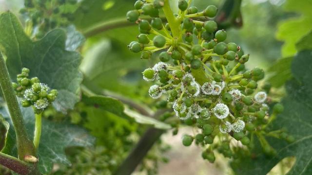 Coldiretti Ascoli-Fermo: troppe piogge e trattamenti al lumicino, sos peronospora nelle vigne