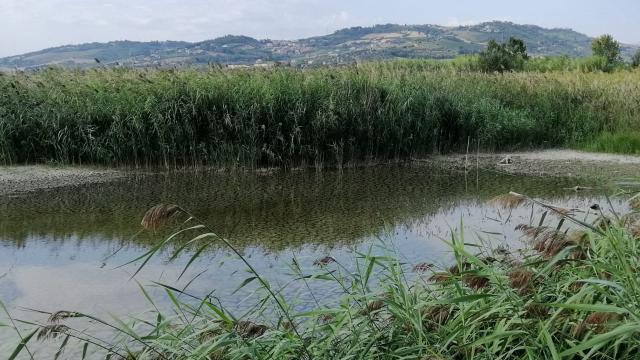 Riserva Naturale Sentina: interventi di manutenzione in tutto il parco