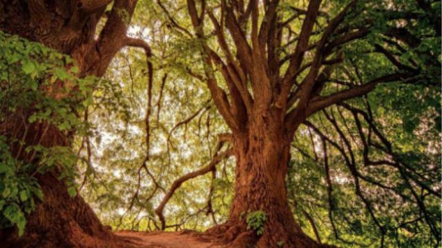Festa dell’Albero: eventi e nuove piantumazioni ad Ascoli Piceno e Grottammare