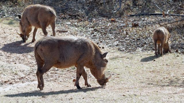 Regione Marche, tavolo per affrontare problema fauna selvatica. Appello assessore Antonini per definire piano condiviso