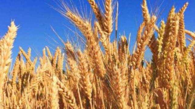 Ascoli, ''Granaio Italia'' è realtà. Carboni della Cia provinciale: “Vittoria nostra e dei produttori”