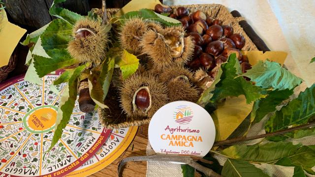 Bando castagneti, Coldiretti Ascoli-Fermo: “Lo chiedevamo da tempo, nelle due province 97% delle castagne marchigiane”