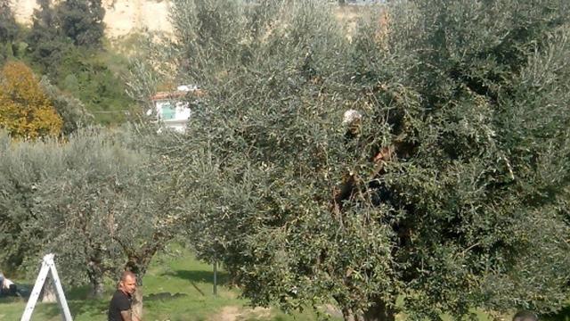 Grottammare, ulivi comunali pronti per la raccolta. Duecento piante in concessione gratuita triennale
